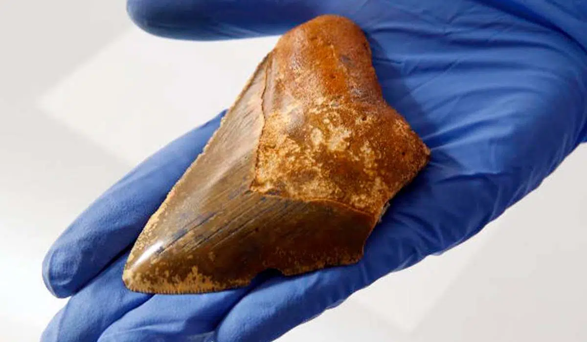 The Canary Islands were home to the megalodon, one of history's largest sharks.